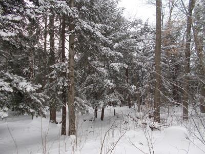 Cedar Glen Snow