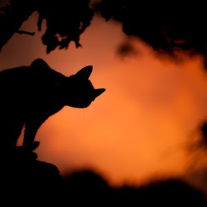 black cat against orange sky