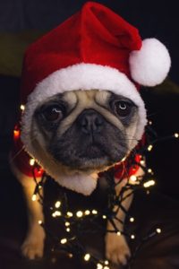 small dog sitting in a Santa hat with Christmas lights